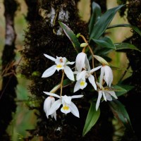 Coelogyne odoratissima Lindl.